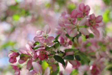 Çiçeği pembe elma ağacı güneşli bir bahar günü, Moscow, Rusya Federasyonu, parkta güzel açık görüntüsü. Seçilen odak.