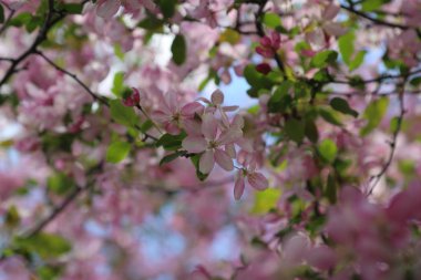 Çiçeği pembe elma ağacı güneşli bir bahar günü, Moscow, Rusya Federasyonu, parkta güzel açık görüntüsü. Seçilen odak.