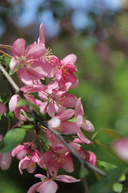 Çiçeği pembe elma ağacı güneşli bir bahar günü, Moscow, Rusya Federasyonu, parkta güzel açık görüntüsü. Seçilen odak.