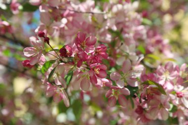Çiçeği pembe elma ağacı güneşli bir bahar günü, Moscow, Rusya Federasyonu, parkta güzel açık görüntüsü. Seçilen odak.