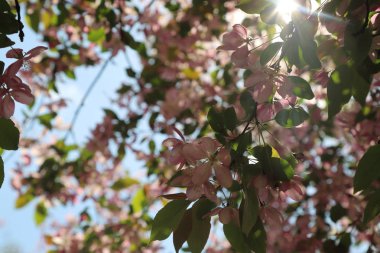 Çiçeği pembe elma ağacı güneşli bir bahar günü, Moscow, Rusya Federasyonu, parkta güzel açık görüntüsü. Seçilen odak.