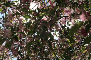Çiçeği pembe elma ağacı güneşli bir bahar günü, Moscow, Rusya Federasyonu, parkta güzel açık görüntüsü. Seçilen odak.