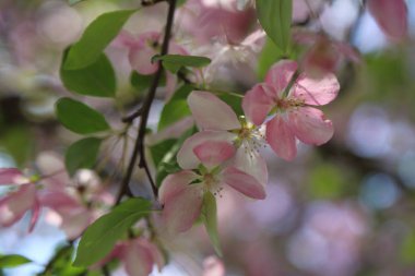 Çiçeği pembe elma ağacı güneşli bir bahar günü, Moscow, Rusya Federasyonu, parkta güzel açık görüntüsü. Seçilen odak.