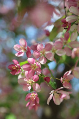 Çiçeği pembe elma ağacı güneşli bir bahar günü, Moscow, Rusya Federasyonu, parkta güzel açık görüntüsü. Seçilen odak.