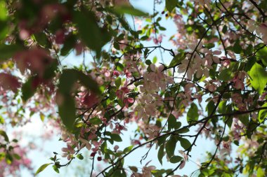 Çiçeği pembe elma ağacı güneşli bir bahar günü, Moscow, Rusya Federasyonu, parkta güzel açık görüntüsü. Seçilen odak.