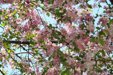 Çiçeği pembe elma ağacı güneşli bir bahar günü, Moscow, Rusya Federasyonu, parkta güzel açık görüntüsü. Seçilen odak.