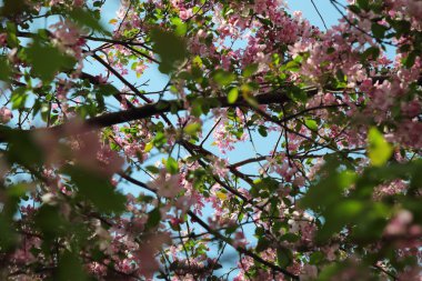 Çiçeği pembe elma ağacı güneşli bir bahar günü, Moscow, Rusya Federasyonu, parkta güzel açık görüntüsü. Seçilen odak.