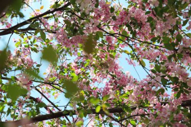 Çiçeği pembe elma ağacı güneşli bir bahar günü, Moscow, Rusya Federasyonu, parkta güzel açık görüntüsü. Seçilen odak.