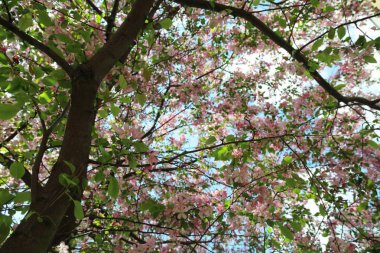 Çiçeği pembe elma ağacı güneşli bir bahar günü, Moscow, Rusya Federasyonu, parkta güzel açık görüntüsü. Seçilen odak.