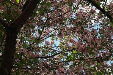 Çiçeği pembe elma ağacı güneşli bir bahar günü, Moscow, Rusya Federasyonu, parkta güzel açık görüntüsü. Seçilen odak.