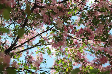 Çiçeği pembe elma ağacı güneşli bir bahar günü, Moscow, Rusya Federasyonu, parkta güzel açık görüntüsü. Seçilen odak.
