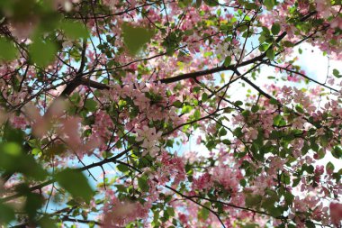 Çiçeği pembe elma ağacı güneşli bir bahar günü, Moscow, Rusya Federasyonu, parkta güzel açık görüntüsü. Seçilen odak.