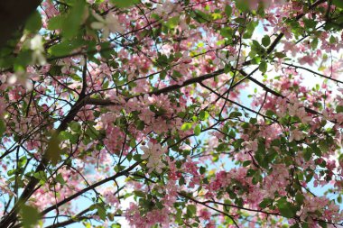 Çiçeği pembe elma ağacı güneşli bir bahar günü, Moscow, Rusya Federasyonu, parkta güzel açık görüntüsü. Seçilen odak.