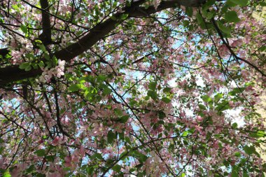 Çiçeği pembe elma ağacı güneşli bir bahar günü, Moscow, Rusya Federasyonu, parkta güzel açık görüntüsü. Seçilen odak.