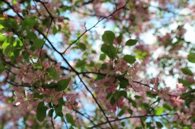 Çiçeği pembe elma ağacı güneşli bir bahar günü, Moscow, Rusya Federasyonu, parkta güzel açık görüntüsü. Seçilen odak.