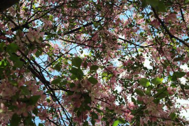Çiçeği pembe elma ağacı güneşli bir bahar günü, Moscow, Rusya Federasyonu, parkta güzel açık görüntüsü. Seçilen odak.
