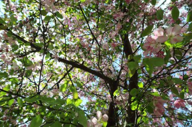 Çiçeği pembe elma ağacı güneşli bir bahar günü, Moscow, Rusya Federasyonu, parkta güzel açık görüntüsü. Seçilen odak.
