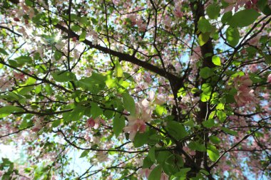 Çiçeği pembe elma ağacı güneşli bir bahar günü, Moscow, Rusya Federasyonu, parkta güzel açık görüntüsü. Seçilen odak.