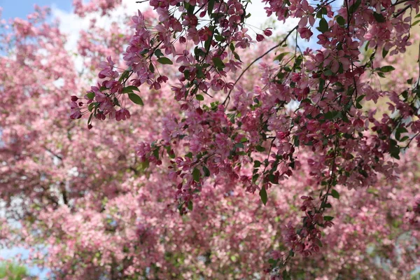 Vackra Utomhus Bilden Blossom Rosa Äppelträd Parken Vid Solig Vårdag — Stockfoto