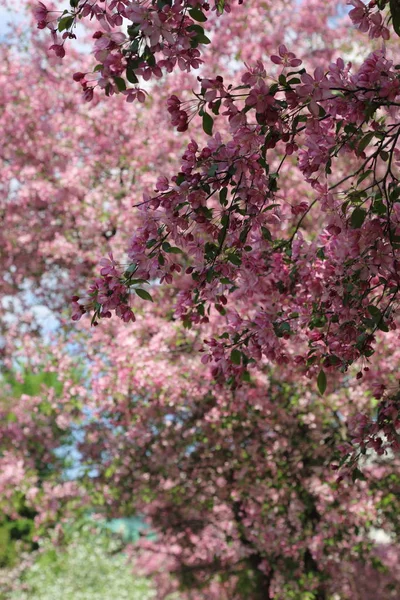 Beautiful Outdoor Image Blossom Pink Apple Tree Park Sunny Spring — Stock Photo, Image