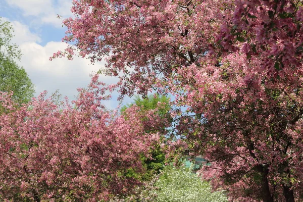 Belle Image Extérieure Pommier Rose Fleuri Dans Parc Jour Ensoleillé — Photo