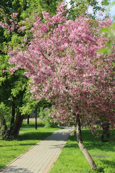 晴れた春の日 ロシア連邦モスクワにある公園で花ピンクのりんごの木の美しい屋外画像 選択したフォーカス — ストック写真