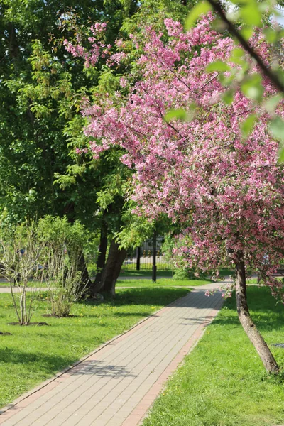美丽的户外形象盛开的粉红色苹果树在公园的阳光明媚的春天 莫斯科 俄罗斯联邦 选定焦点 — 图库照片