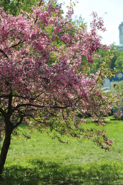 Çiçeği Pembe Elma Ağacı Güneşli Bir Bahar Günü Moscow Rusya — Stok fotoğraf