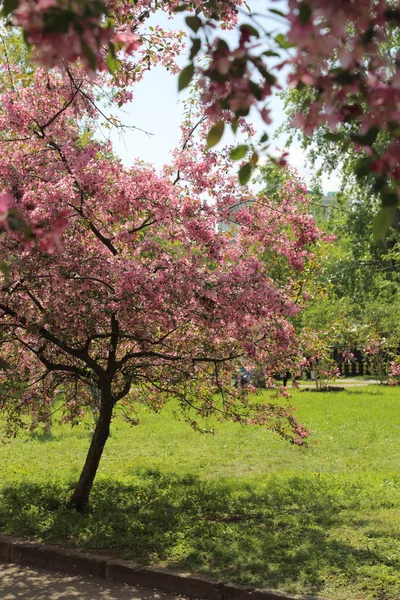 晴れた春の日 ロシア連邦モスクワにある公園で花ピンクのりんごの木の美しい屋外画像 選択したフォーカス — ストック写真