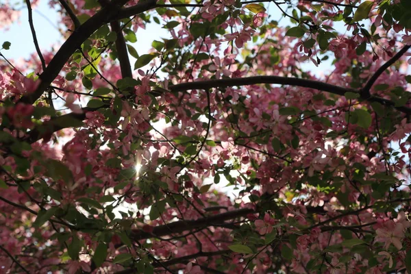 Bela Imagem Livre Flor Macieira Rosa Parque Dia Primavera Ensolarado — Fotografia de Stock