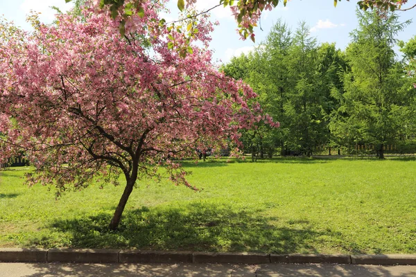 晴れた春の日 ロシア連邦モスクワにある公園で花ピンクのりんごの木の美しい屋外画像 選択したフォーカス — ストック写真