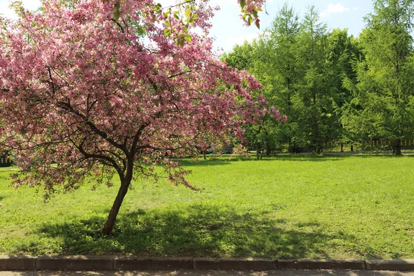美丽的户外形象盛开的粉红色苹果树在公园的阳光明媚的春天 莫斯科 俄罗斯联邦 选定焦点 — 图库照片