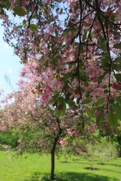 Belle Image Extérieure Pommier Rose Fleuri Dans Parc Jour Ensoleillé — Photo