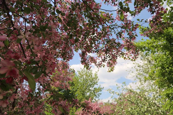 Belle Image Extérieure Pommier Rose Fleuri Dans Parc Jour Ensoleillé — Photo