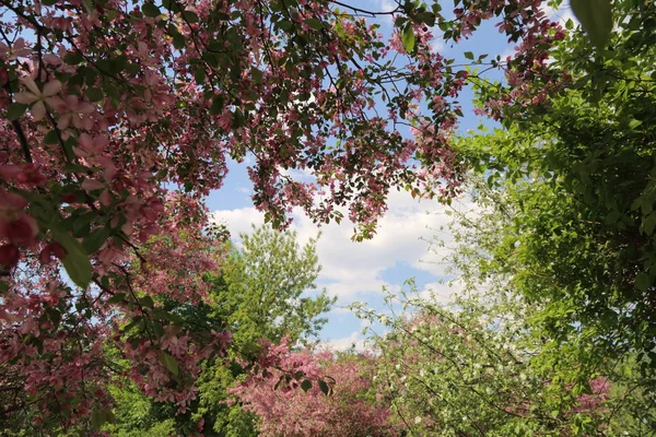 Изображение Розовой Яблони Парке Солнечный Весенний День Москва Российская Федерация — стоковое фото
