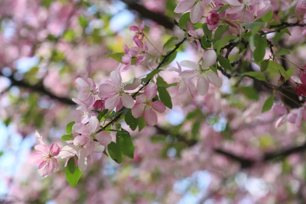 Красивий Відкритий Зображення Цвітіння Рожеві Яблуня Парку Сонячний Весняний День — стокове фото