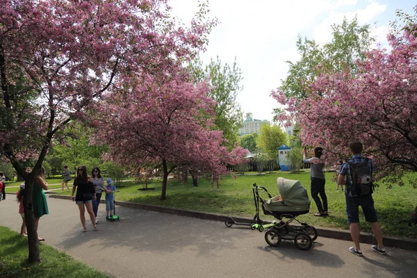 晴れた春の日 ロシア連邦モスクワにある公園で花ピンクのりんごの木の美しい屋外画像 選択したフォーカス — ストック写真