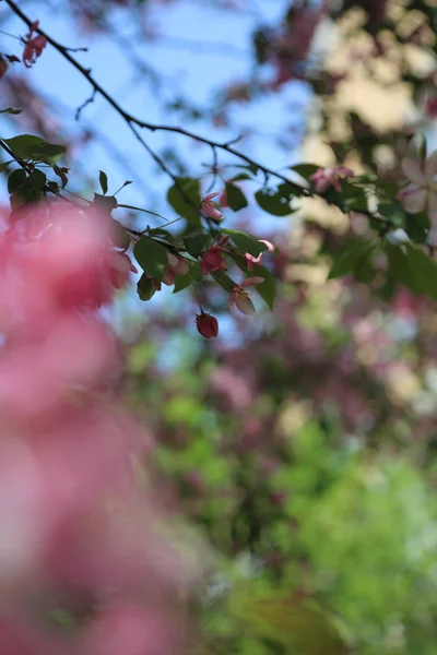 Hermosa Imagen Aire Libre Del Manzano Rosa Flor Parque Soleado — Foto de Stock