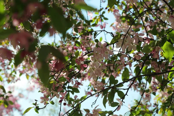 Çiçeği pembe elma ağacı güneşli bir bahar günü, Moscow, Rusya Federasyonu, parkta güzel açık görüntüsü. Seçilen odak.