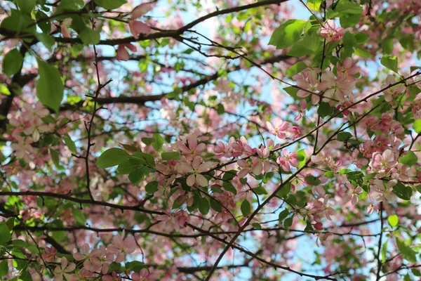 Belle Image Extérieure Pommier Rose Fleuri Dans Parc Jour Ensoleillé — Photo