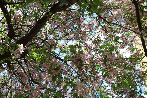 Mooi Buiten Beeld Van Bloesem Roze Appelboom Het Park Zonnige — Stockfoto