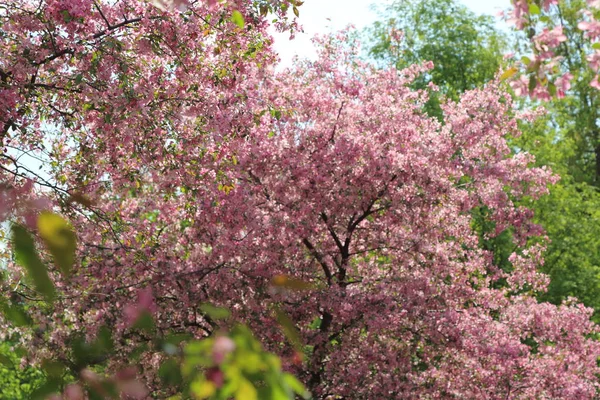 Изображение Розовой Яблони Парке Солнечный Весенний День Москва Российская Федерация — стоковое фото