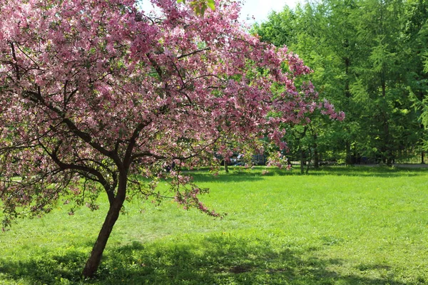 Belle Image Extérieure Pommier Rose Fleuri Dans Parc Jour Ensoleillé — Photo