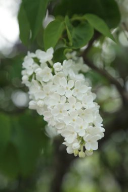 Güzel leylak çalı açık görüntü, Moskova, Rusya. Seçici odaklama.