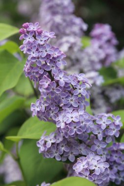 Güzel leylak çalı açık görüntü, Moskova, Rusya. Seçici odaklama.