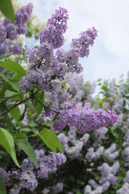 Güzel leylak çalı açık görüntü, Moskova, Rusya. Seçici odaklama.