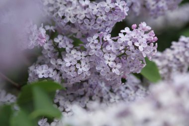 Güzel leylak çalı açık görüntü, Moskova, Rusya. Seçici odaklama.
