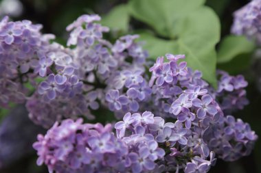 Güzel leylak çalı açık görüntü, Moskova, Rusya. Seçici odaklama.
