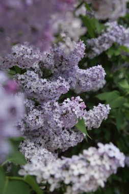 Güzel leylak çalı açık görüntü, Moskova, Rusya. Seçici odaklama.
