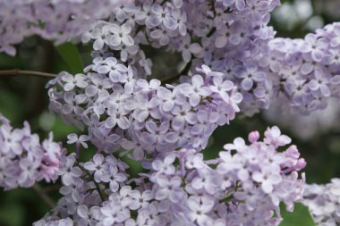Güzel leylak çalı açık görüntü, Moskova, Rusya. Seçici odaklama.